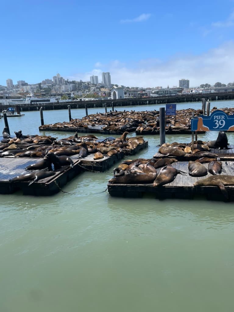 Sea lions at Pier 39