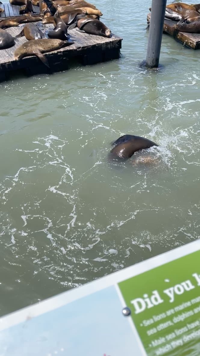 Sea lion swimming at Pier 39